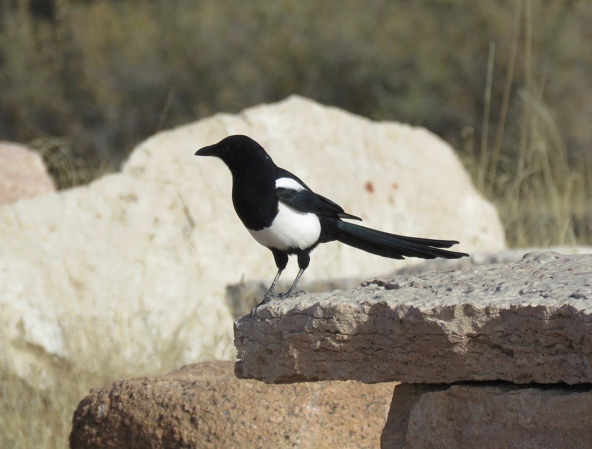 Black-billed Magpie - ML271114831