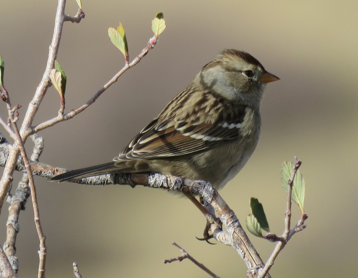 White-crowned Sparrow - ML271114861
