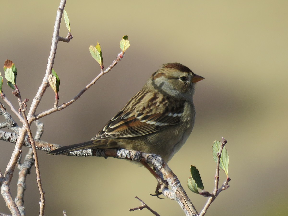 White-crowned Sparrow - ML271114871