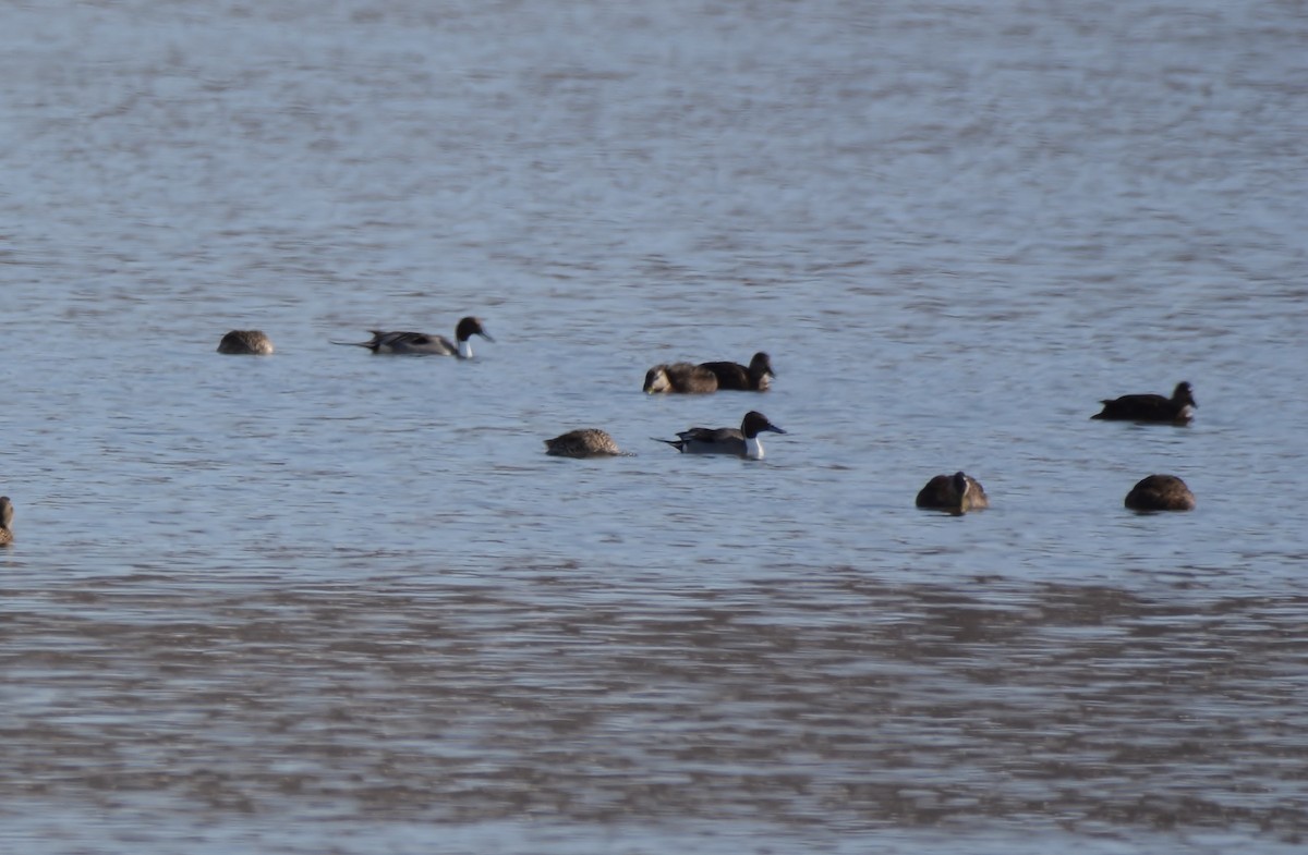 Northern Pintail - ML27111531