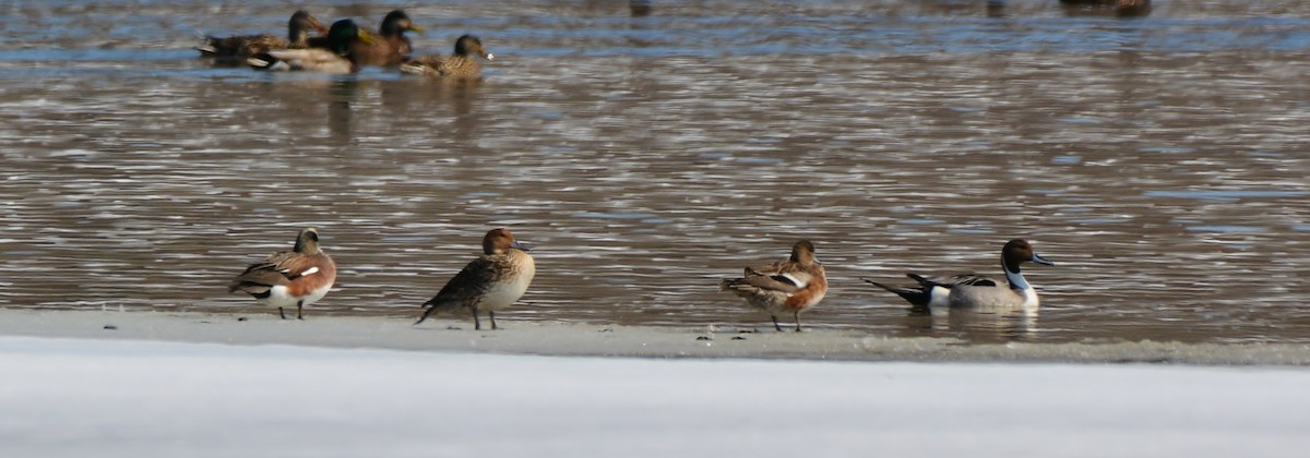 Northern Pintail - ML27111561