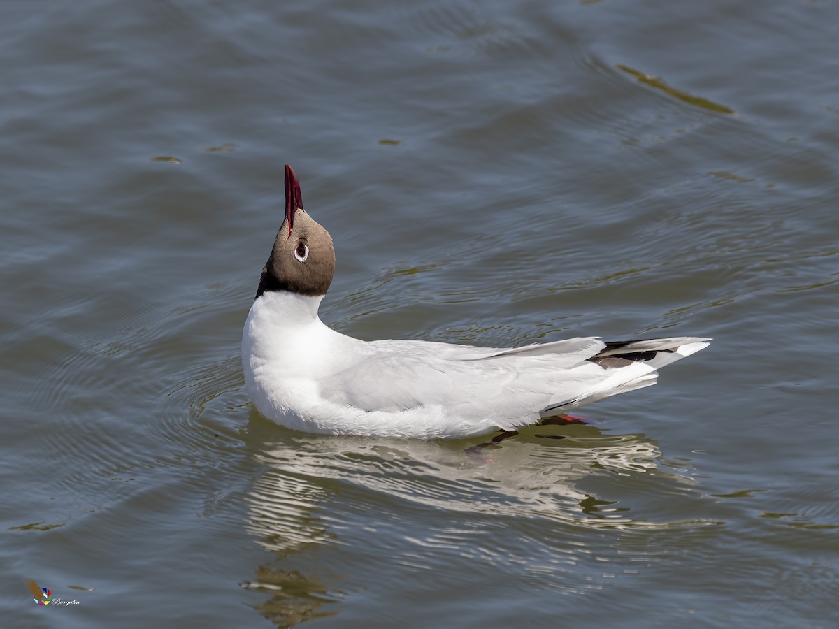 Brown-hooded Gull - ML271119411