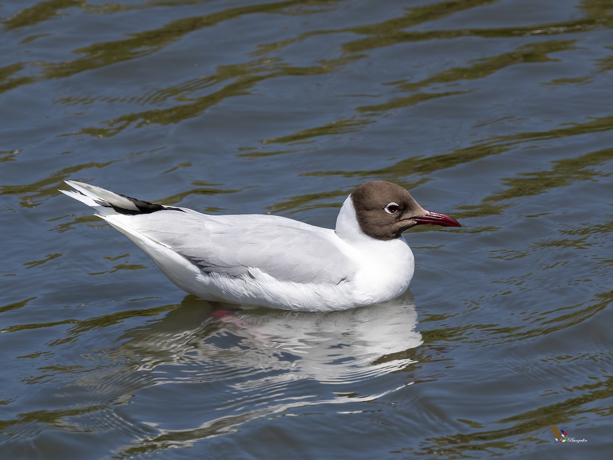 Brown-hooded Gull - ML271119421