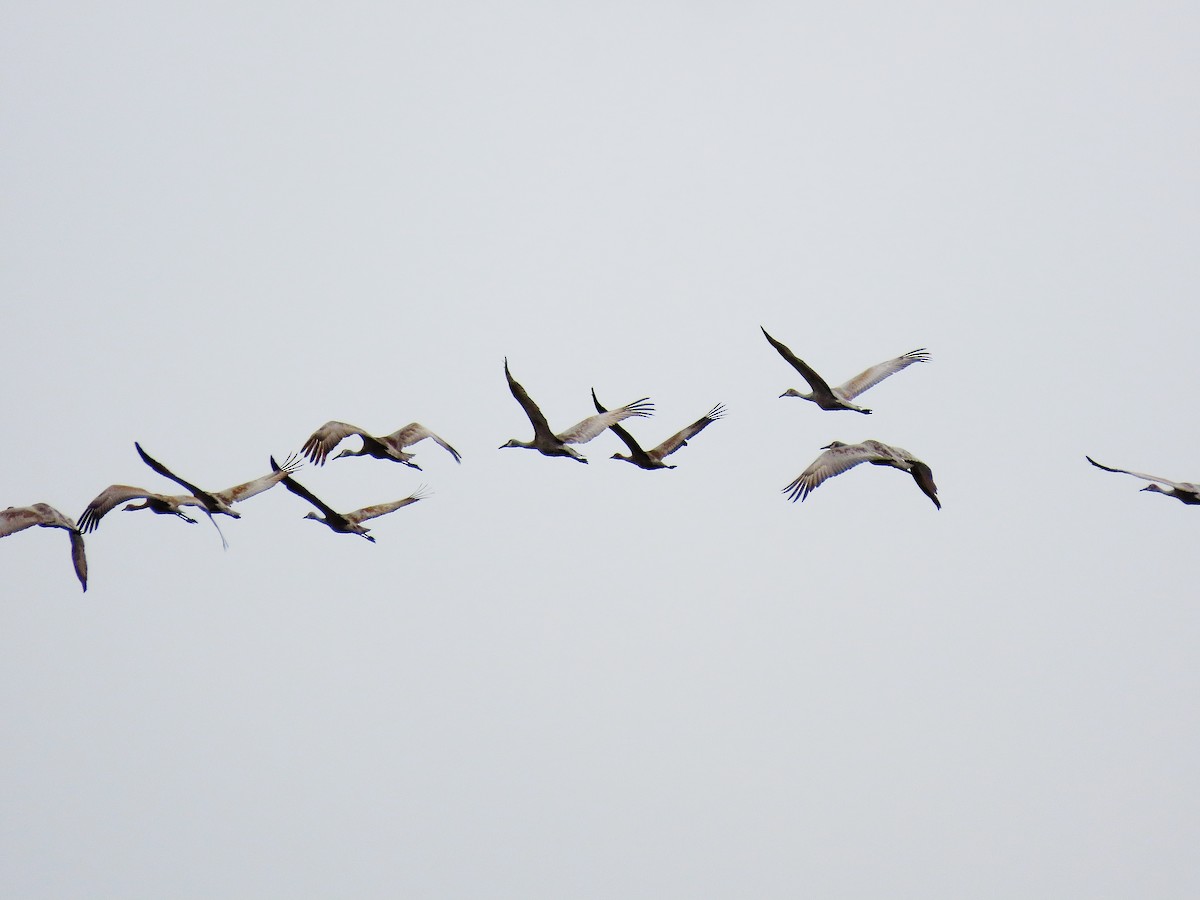 Sandhill Crane - ML271122731