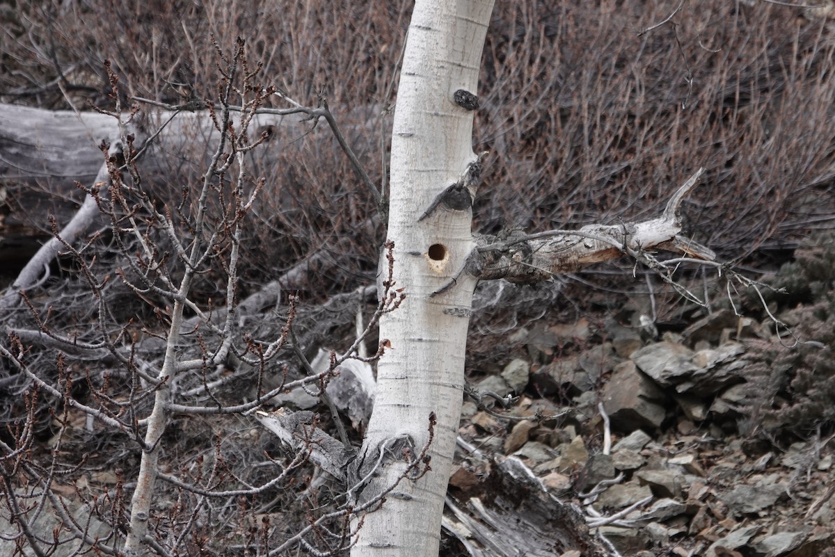 Hairy Woodpecker - ML271123441