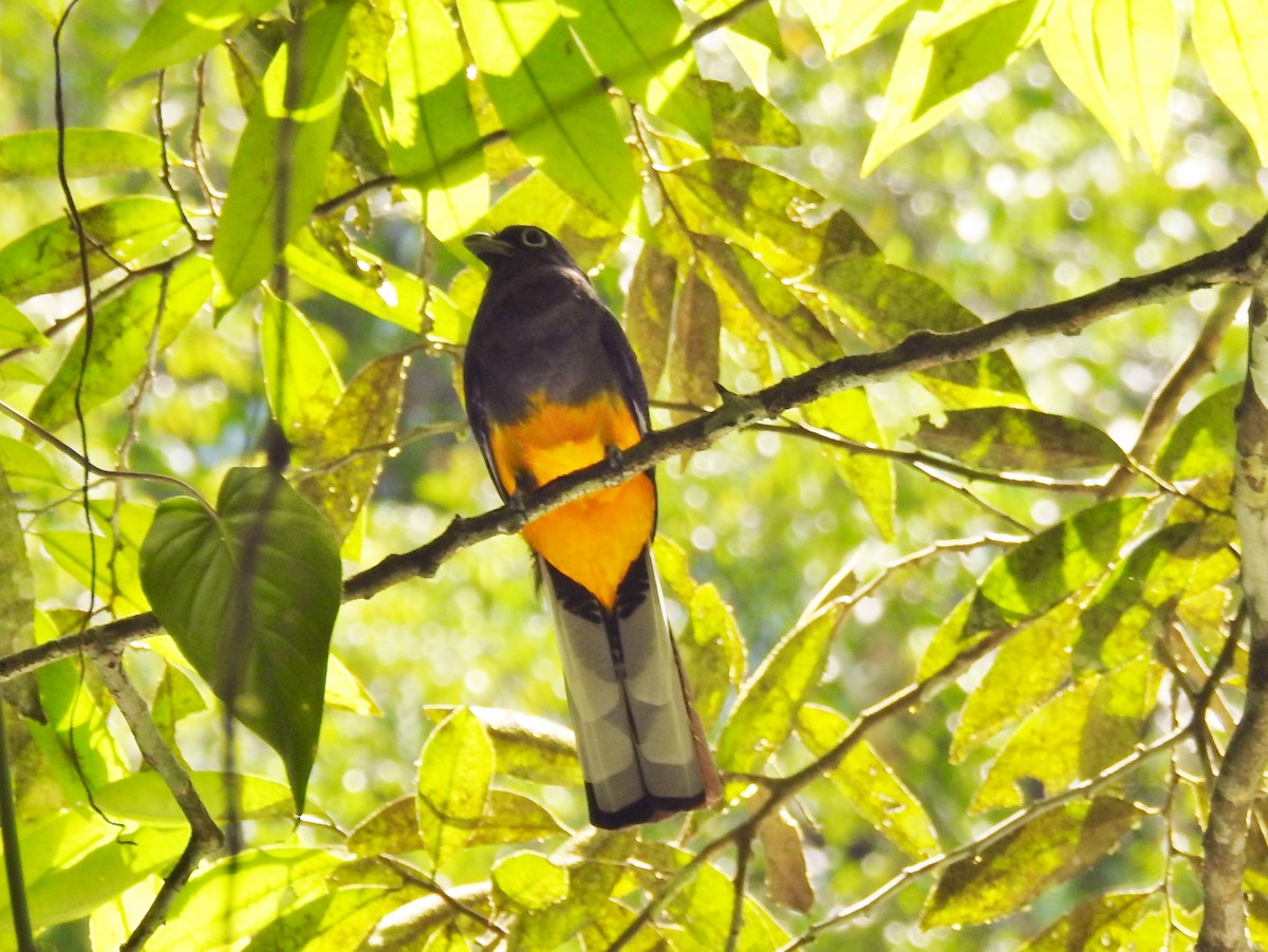 White-tailed Trogon - vicky meissner