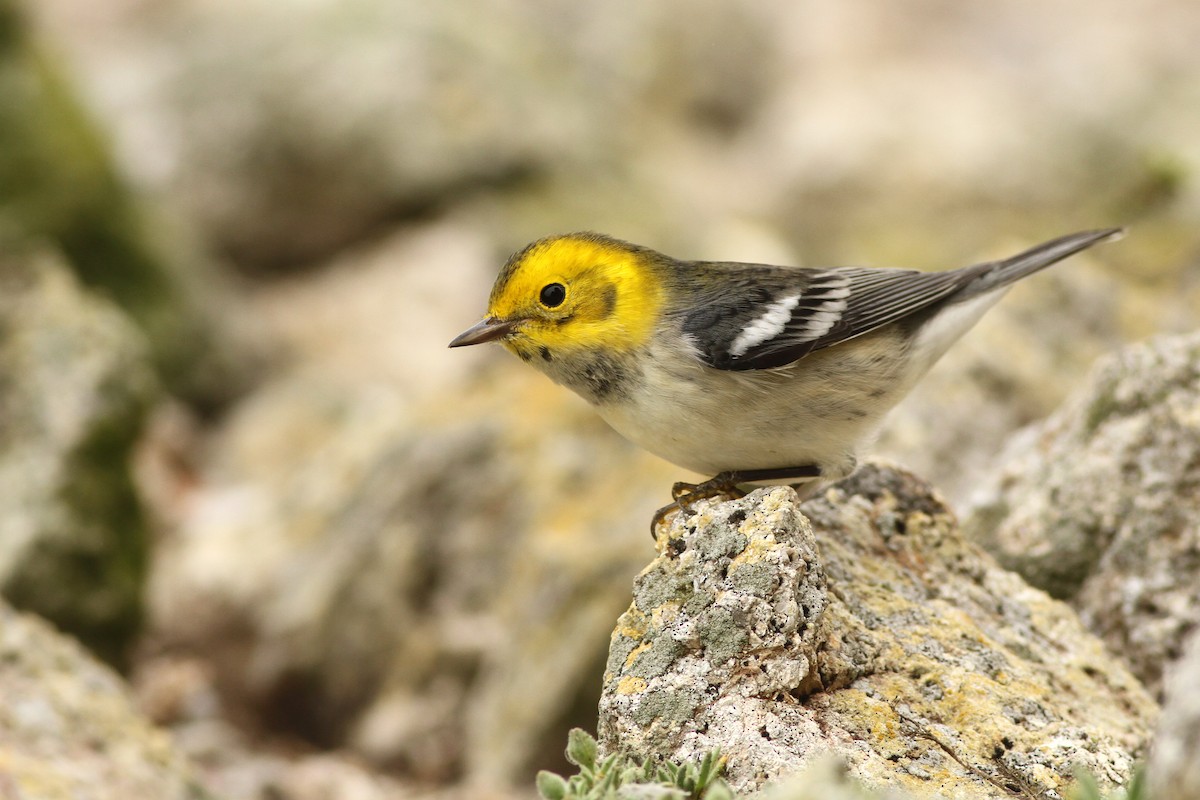 Hermit Warbler - ML271127151