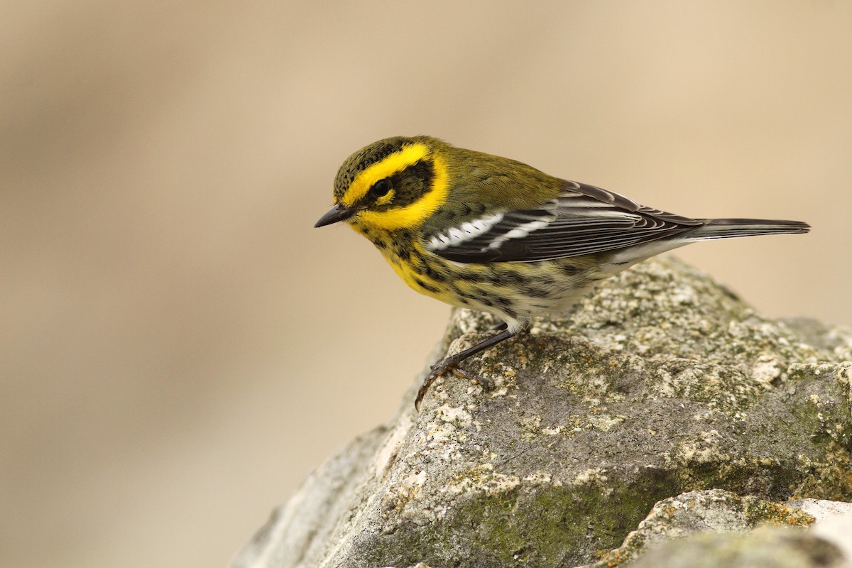 Townsend's Warbler - Evan Lipton