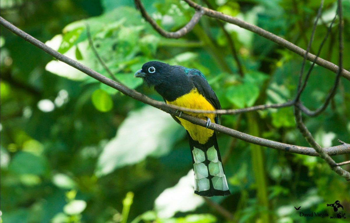 Black-headed Trogon - ML271127431