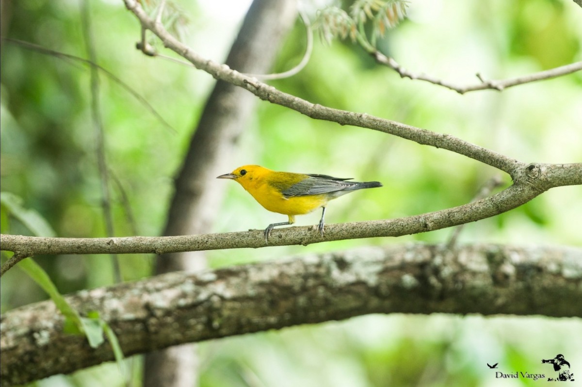 Prothonotary Warbler - ML271127551