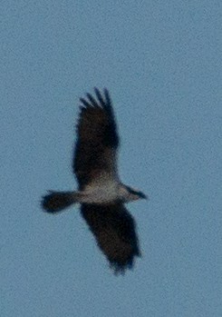 Osprey - ML27112781