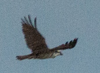 Osprey - ML27112791