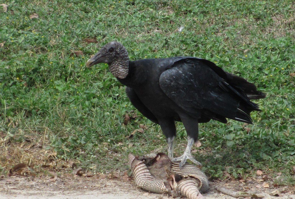 Black Vulture - Andrew Orgill