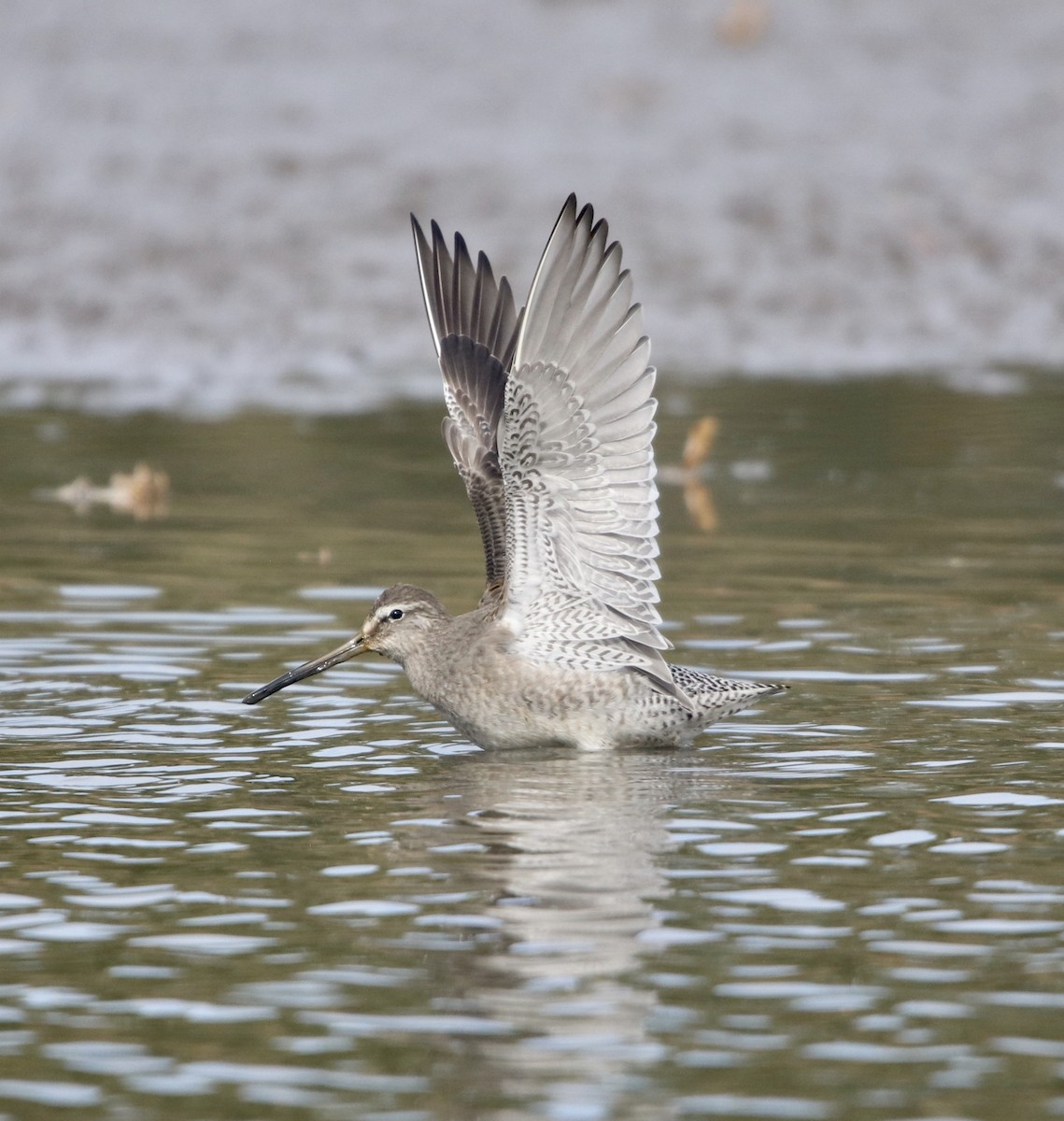 Long-billed Dowitcher - Cheryl Rosenfeld