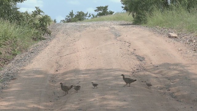 Crested Francolin - ML271130941