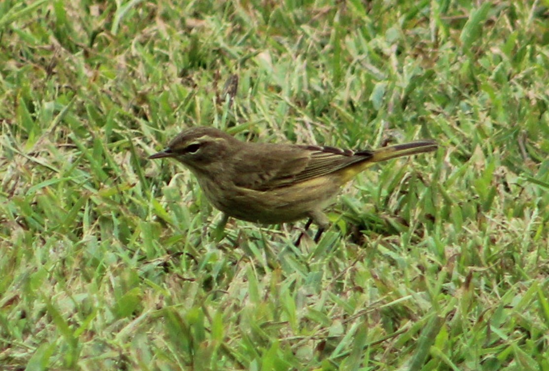 סבכון חום-כיפה - ML271132311