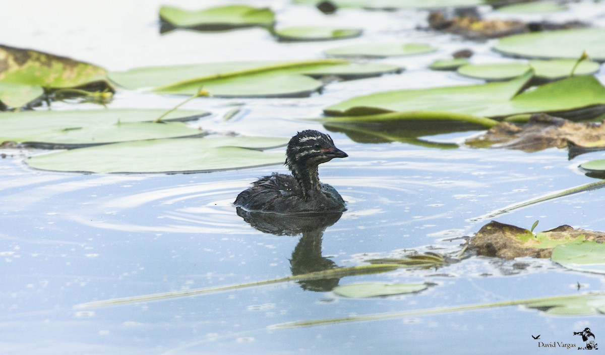 Least Grebe - ML271133481