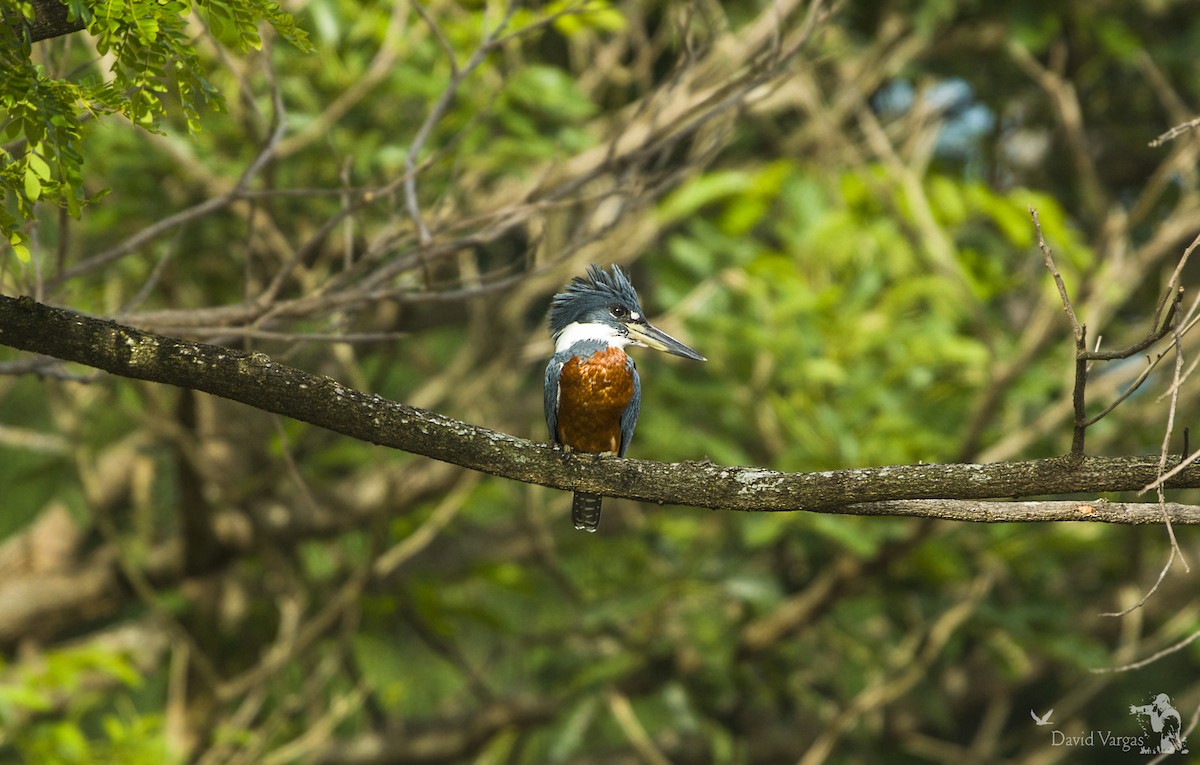 Ringed Kingfisher - ML271133621