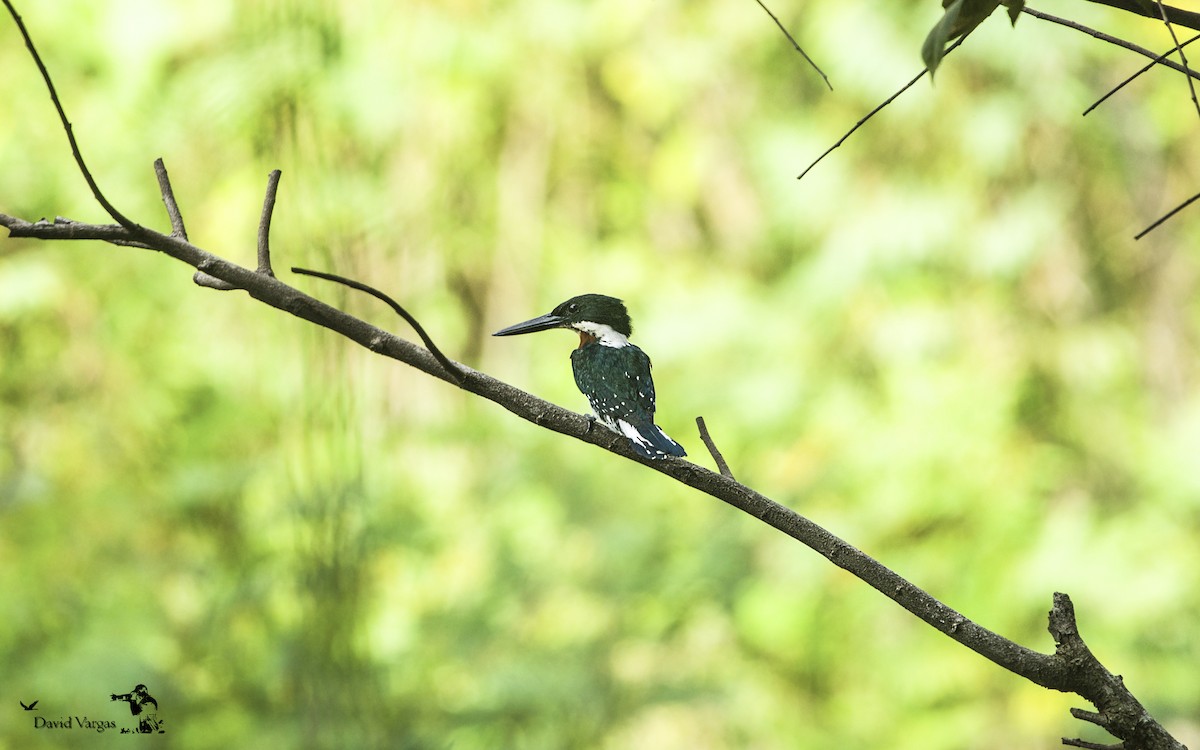 Green Kingfisher - ML271133701