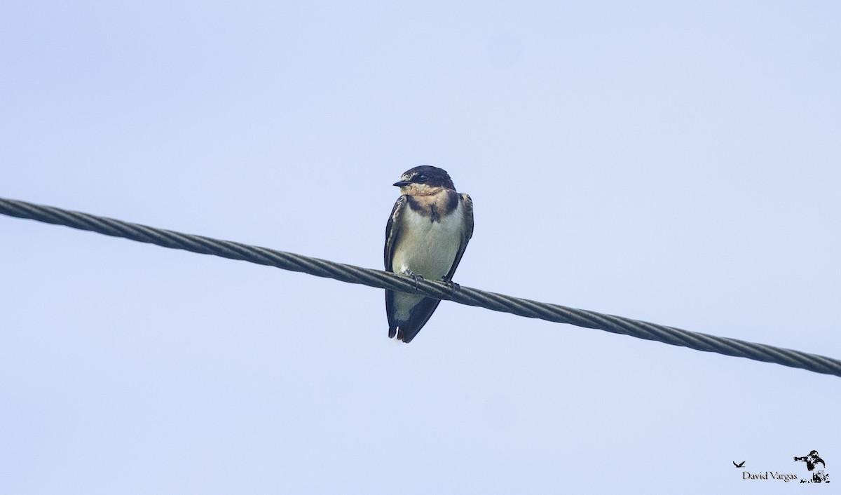 Barn Swallow - ML271133931