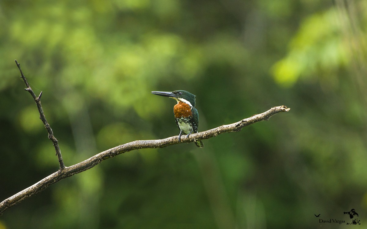 Green Kingfisher - ML271134891