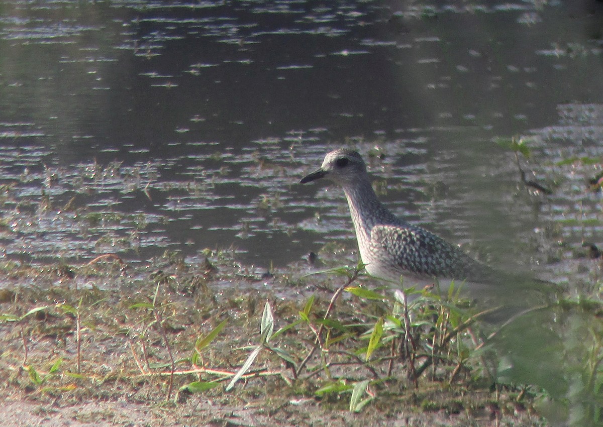 Black-bellied Plover - ML271136201