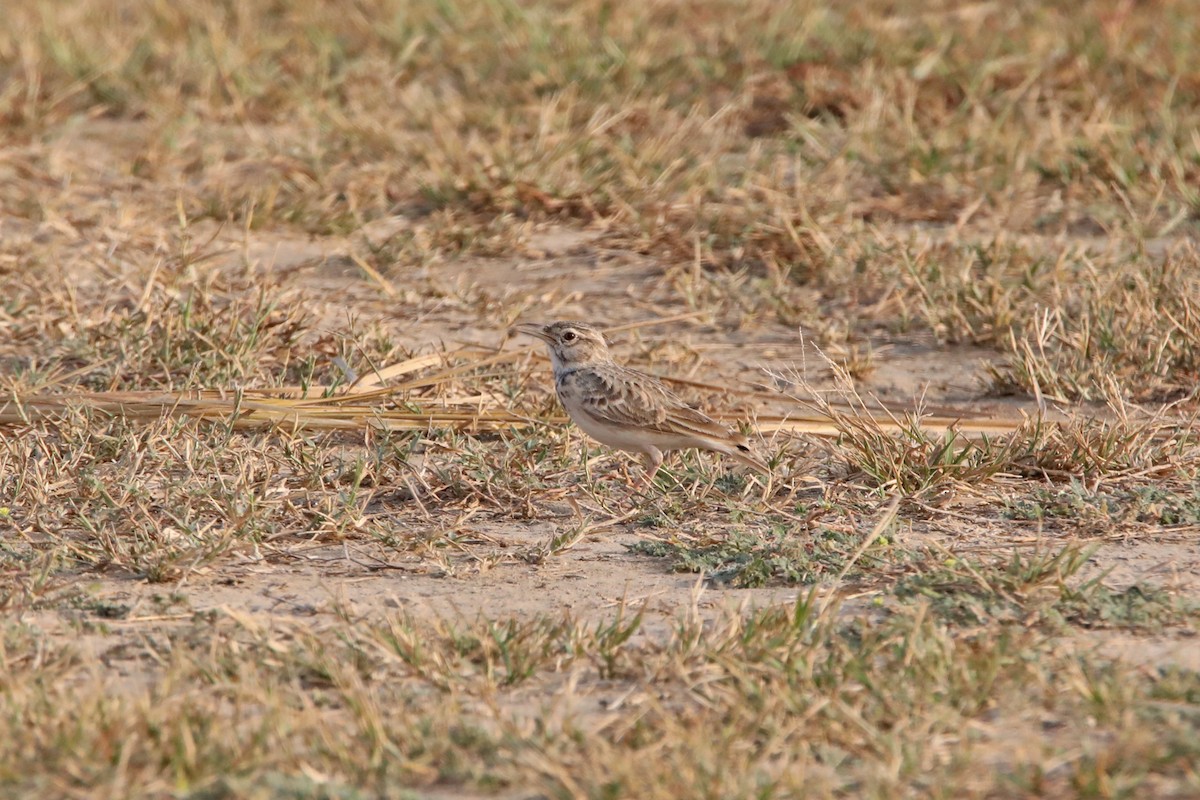 Indian Bushlark - ML271136641