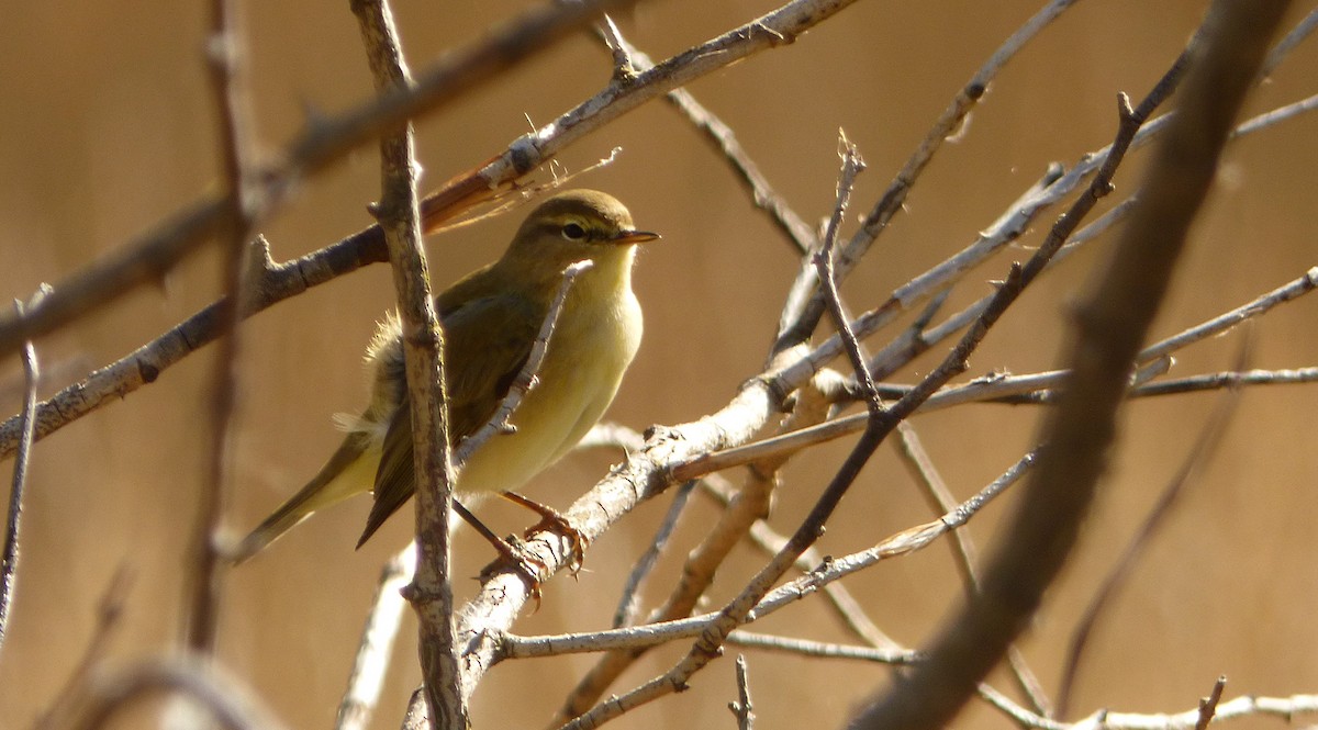 Willow Warbler - Mario Alonso