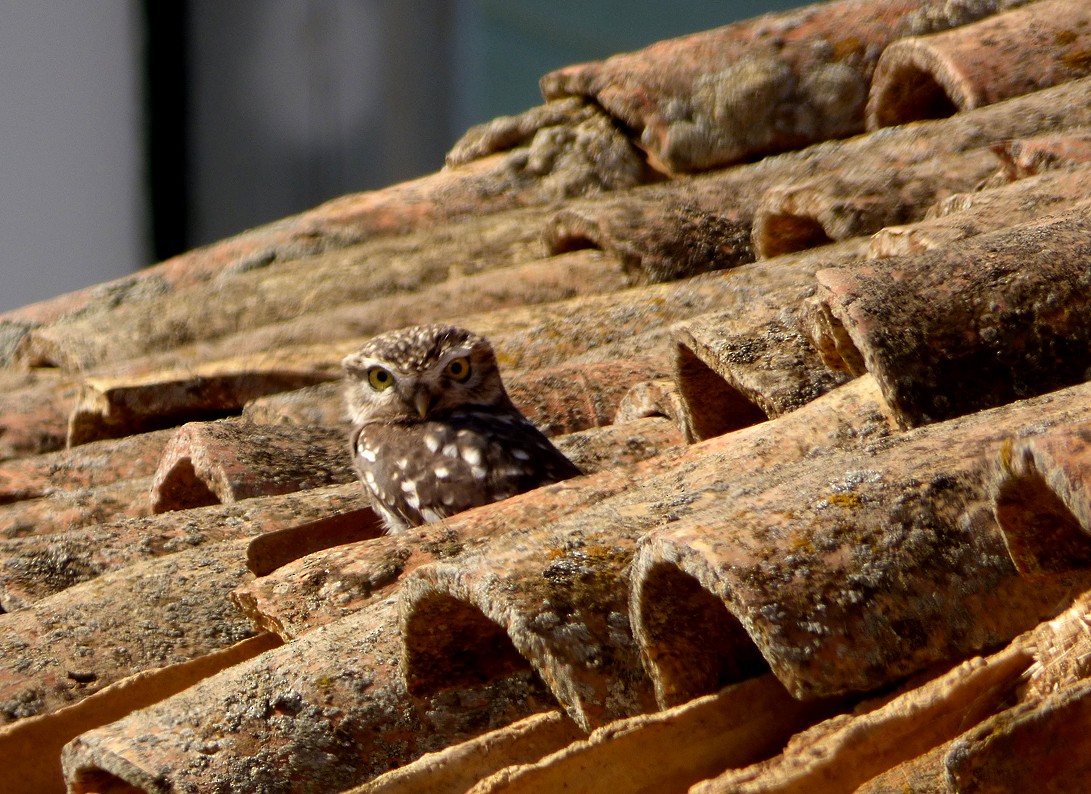 Little Owl - ML271137021