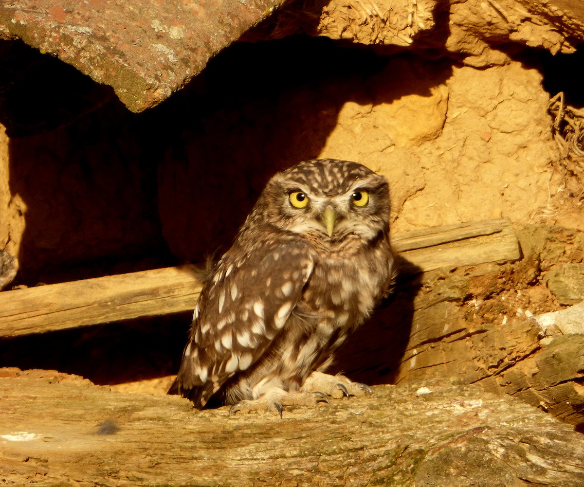 Little Owl - Mario Alonso