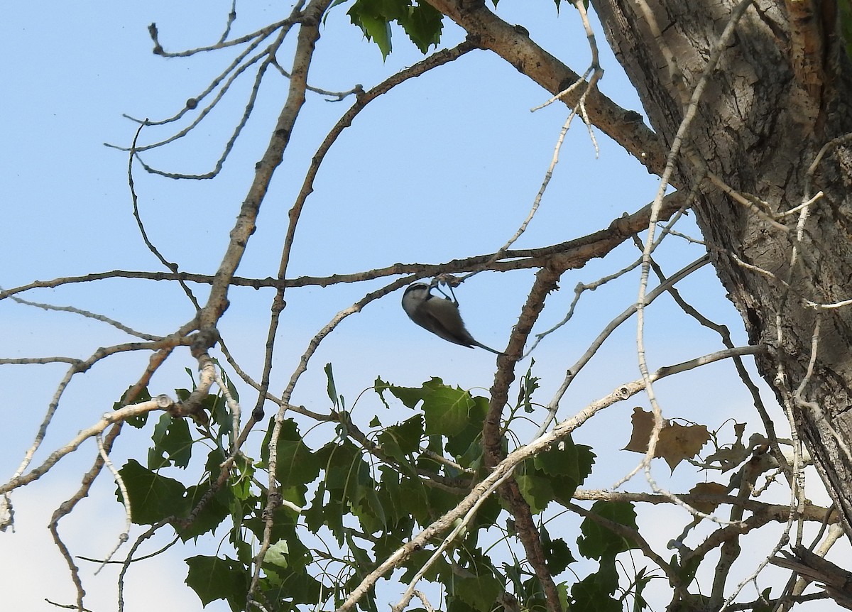 Mountain Chickadee - ML271137521