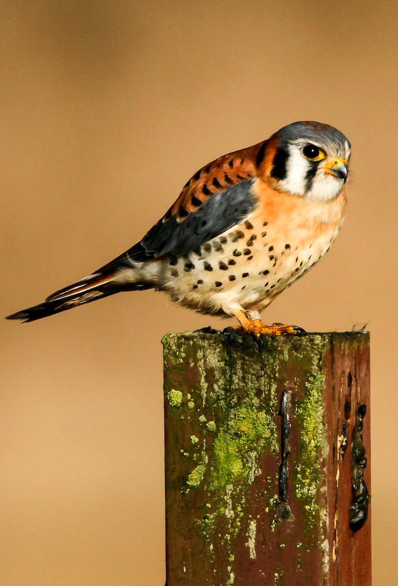 American Kestrel - Blake Matheson