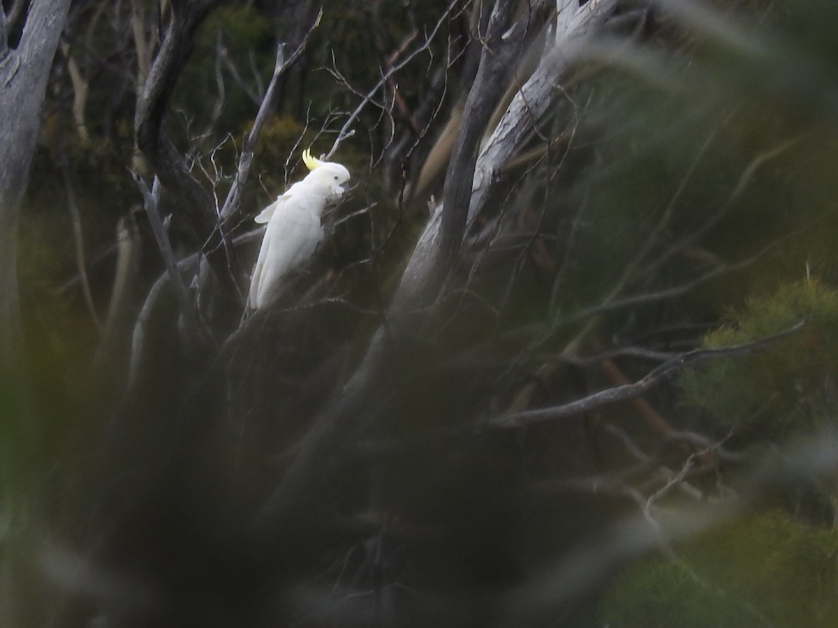 Sulphur-crested Cockatoo - ML271138471