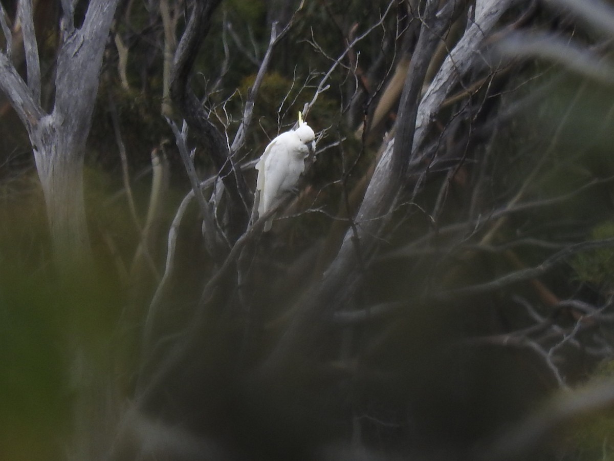 Sulphur-crested Cockatoo - ML271138481