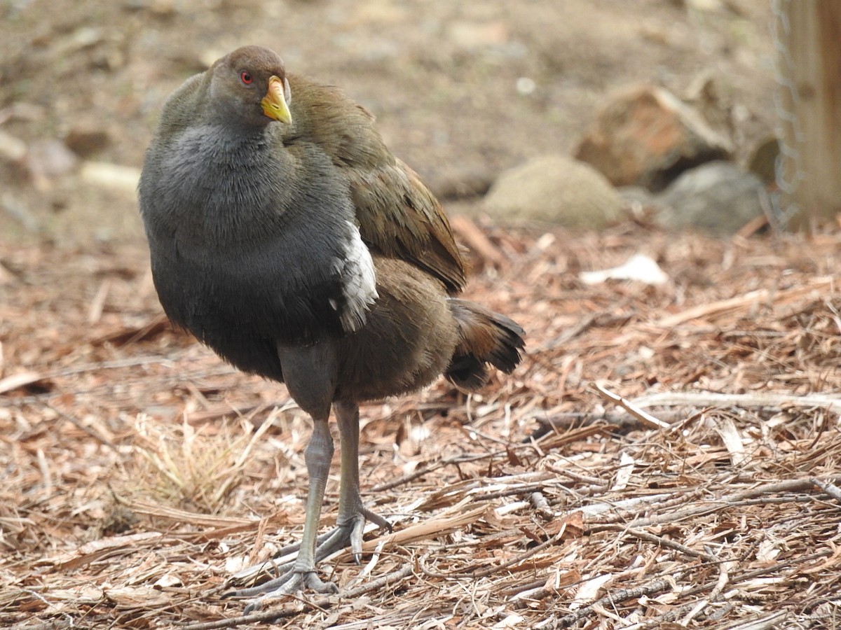 Tasmanian Nativehen - George Vaughan