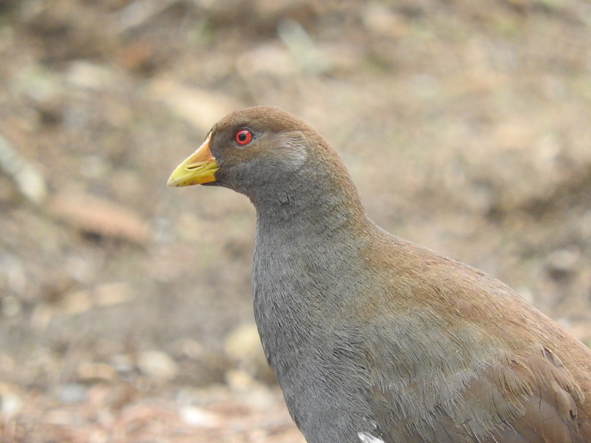 Tasmanian Nativehen - George Vaughan