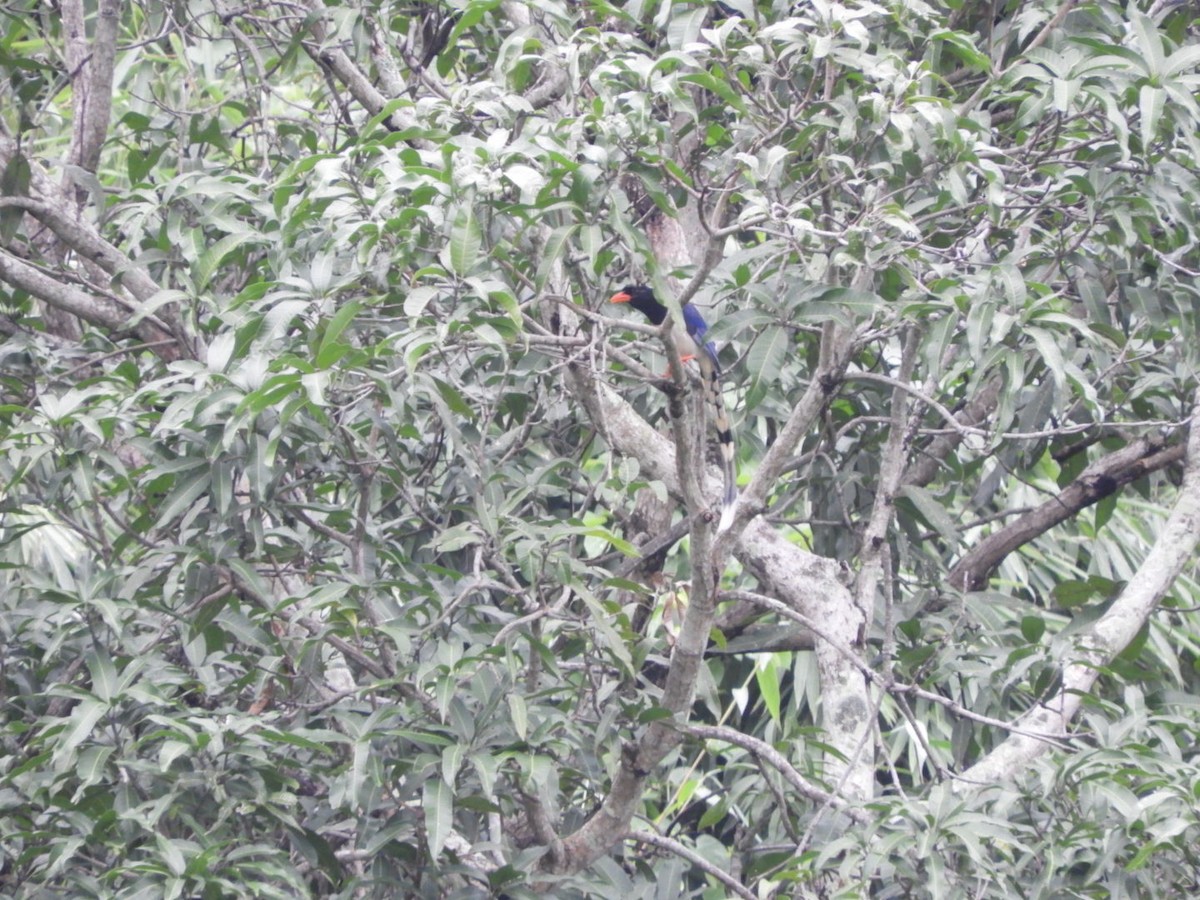 Red-billed Blue-Magpie - Phanakorn Kraomklang