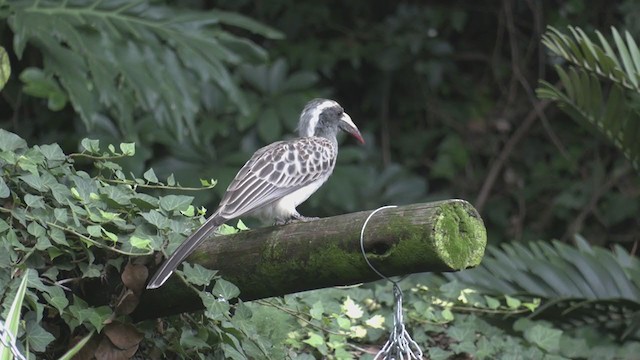 African Gray Hornbill - ML271142661