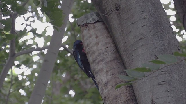 Green Woodhoopoe - ML271142701