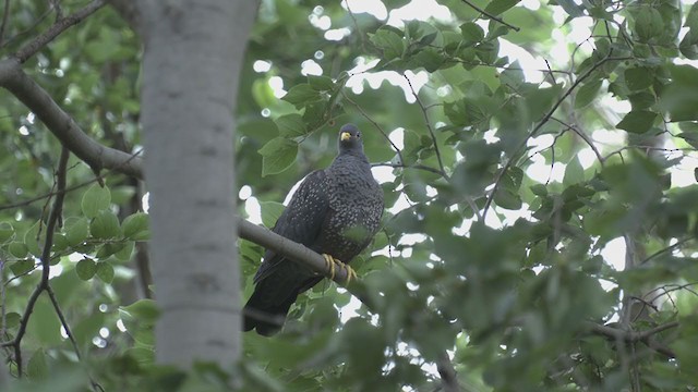 Rameron Pigeon - ML271142771