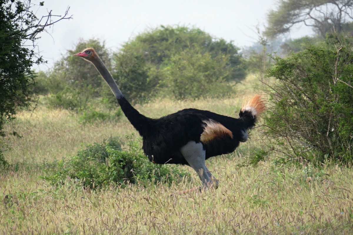 Somali Ostrich - Leszek Noga