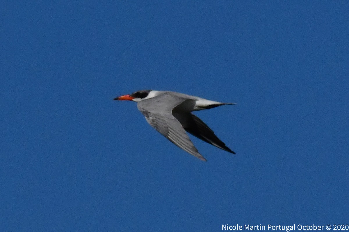 Caspian Tern - Nicole Martin