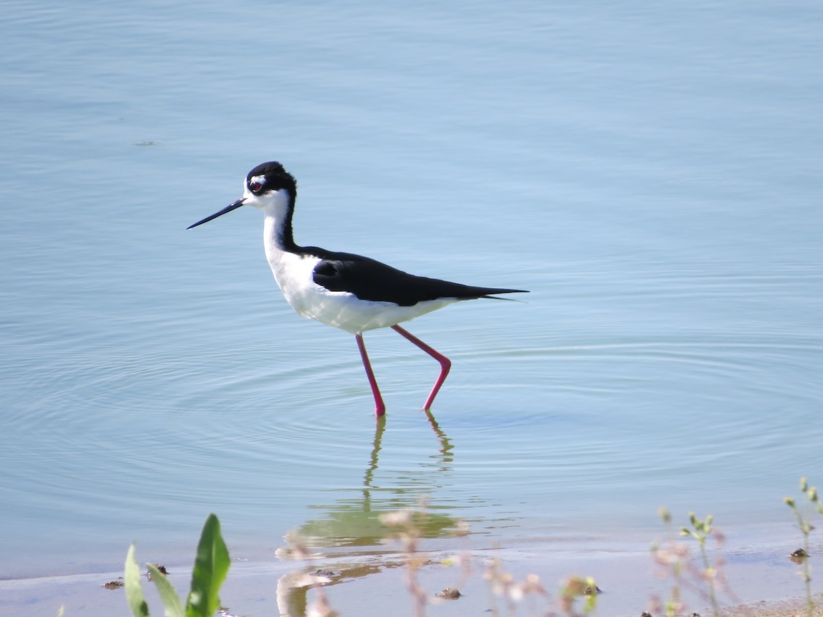 Black-necked Stilt - Rick Saxton