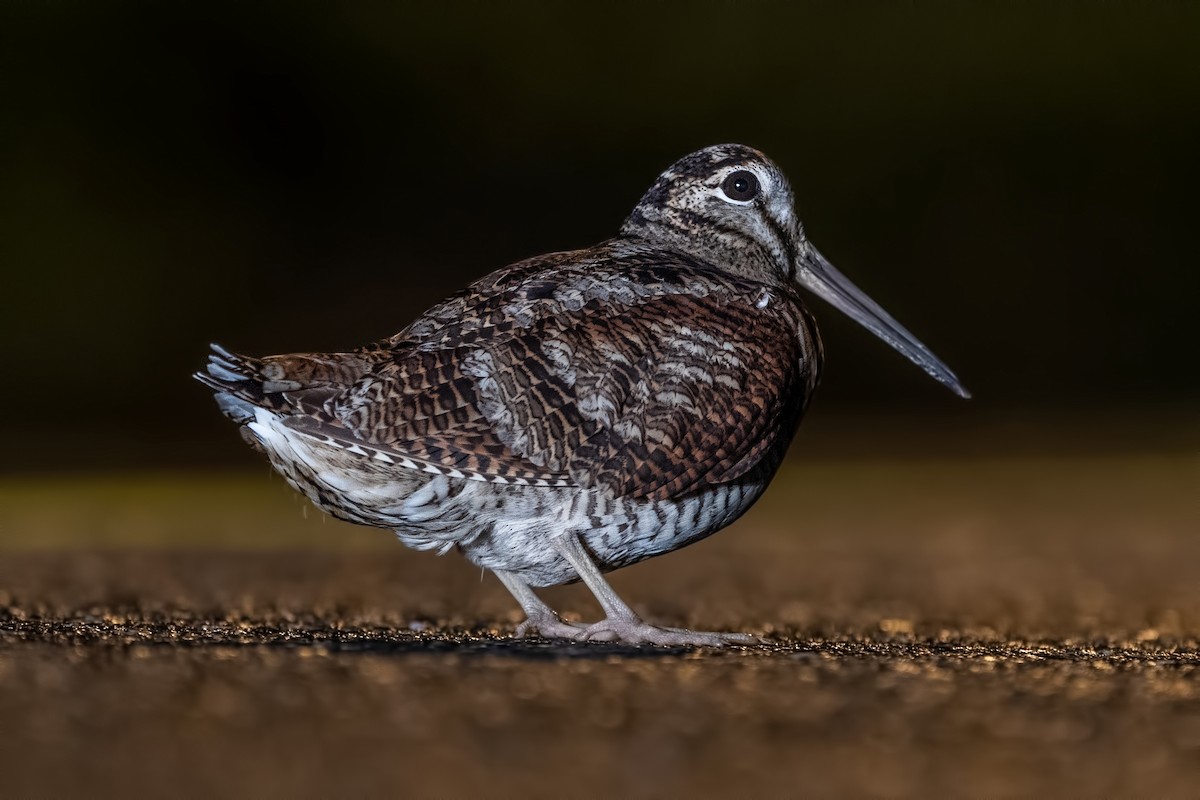 Eurasian Woodcock - ML271147521