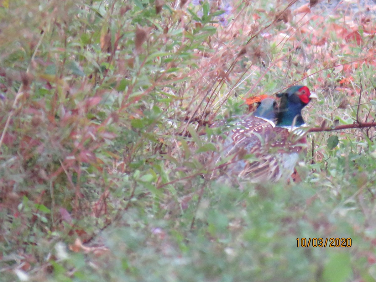 Ring-necked Pheasant - ML271147971