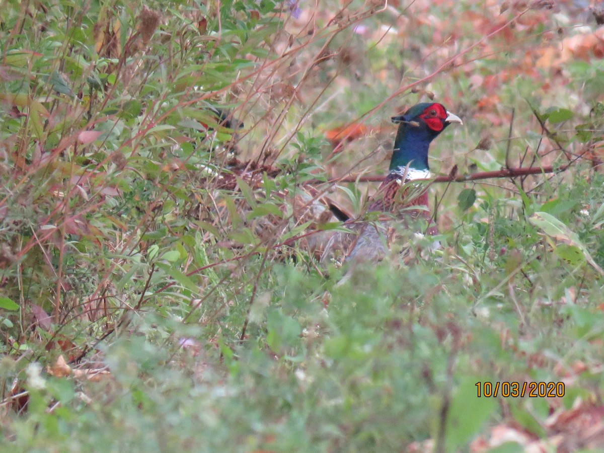 Ring-necked Pheasant - ML271147981