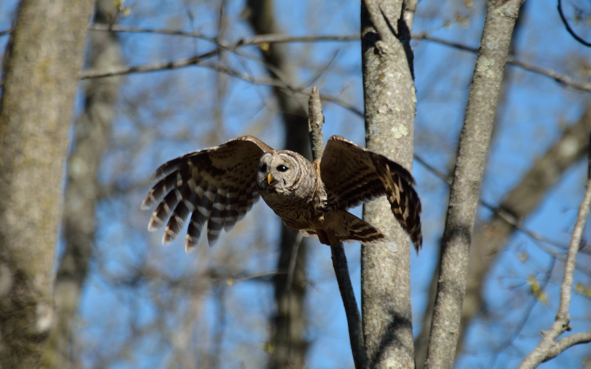 Barred Owl - ML27114861