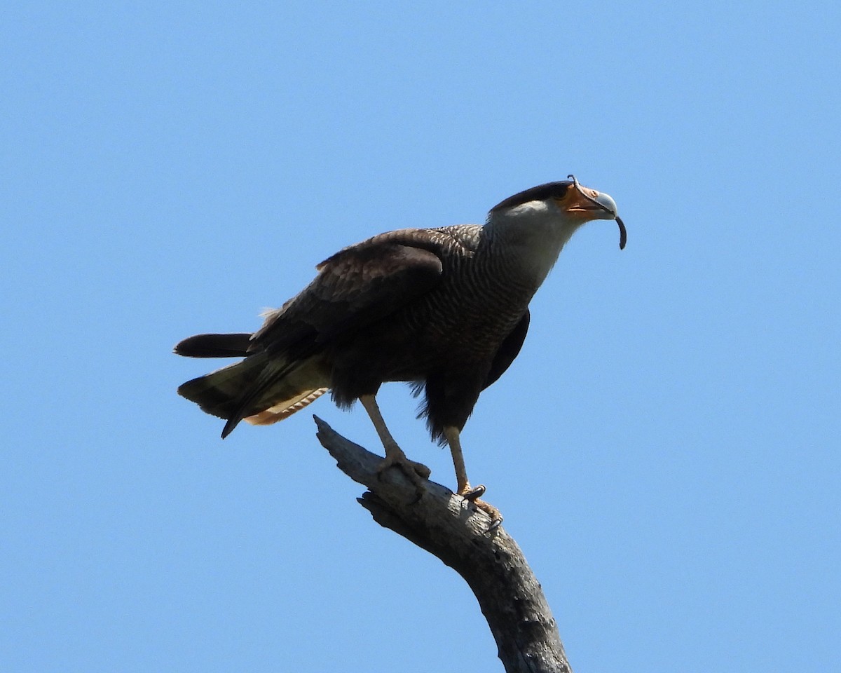 Crested Caracara (Southern) - ML271153721