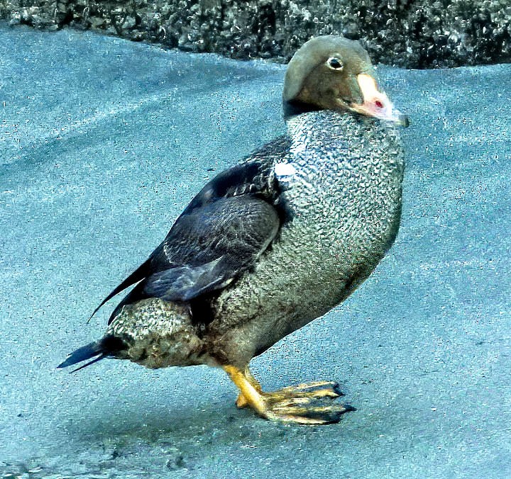 King Eider - ML271160041