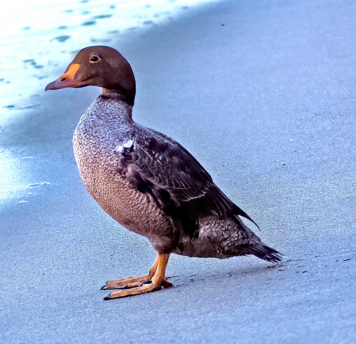 King Eider - ML271160051